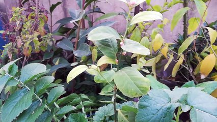 Grow Lemon Tree in Pot | Citurs Fruit