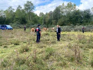 Otlattığı hayvanlar kayboldu, jandarma 6 kilometre uzakta buldu