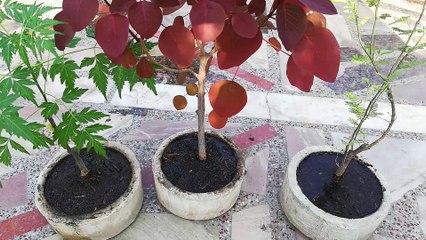 How to Fertilize Bonsai | Bonsai Care