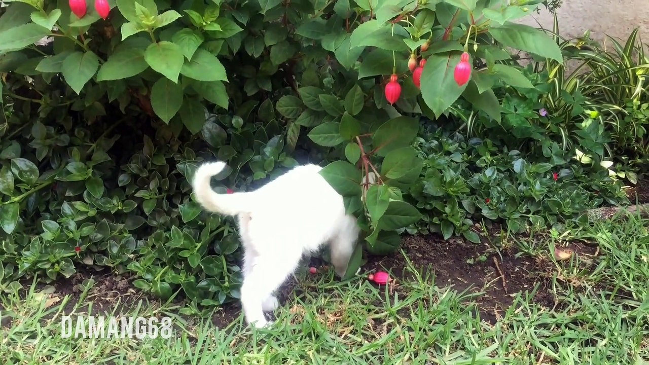 Top Funny Cat Videos