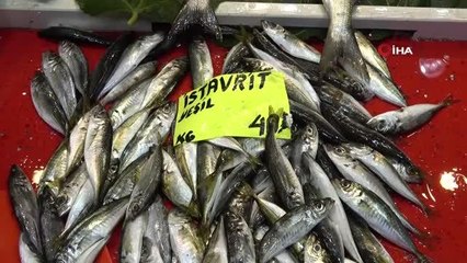 Çanakkale'de lüfer bollaştı, palamuttan umut yok