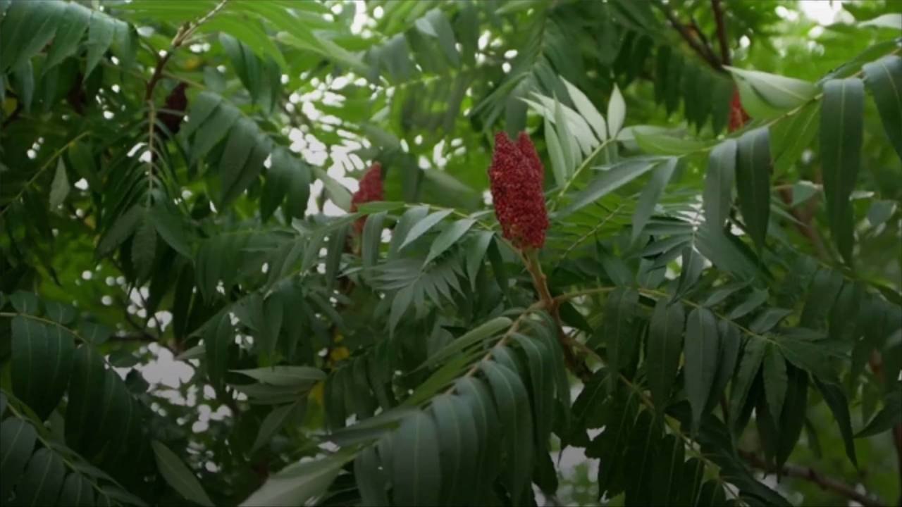 Talking Smack About Sumacs