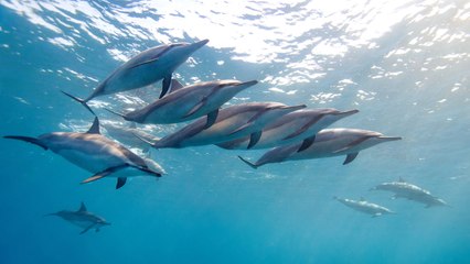 Swimming With Spinner Dolphins in Hawaii Has Just Been Banned