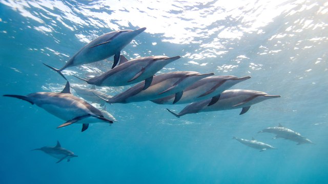 Swimming With Spinner Dolphins in Hawaii Has Just Been Banned