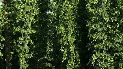 Brewers Say Wildfire Smoke Is Putting Pacific Northwest Hops at Risk