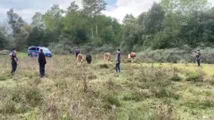 Son dakika! KASTAMONU - Jandarma kaybolan hayvanları bularak sahibine teslim etti
