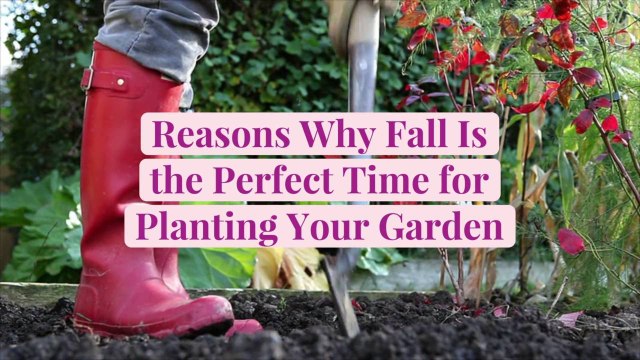 10 Reasons Why Fall Is the Perfect Time for Planting Your Garden
