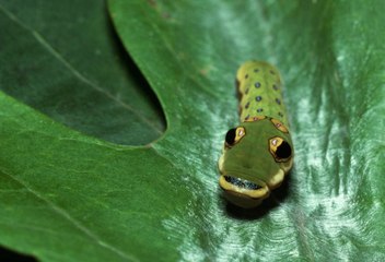 Have You Ever Seen One of These Big-Eyed Caterpillars?