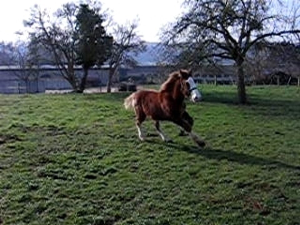 Les premières minutes de Socrate dans le pré