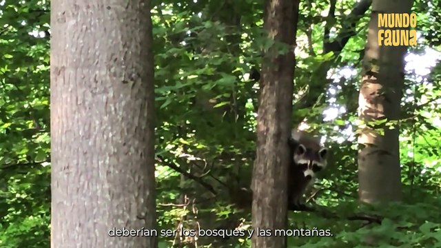 Tiernos, adorables y muy traviesos: Curiosidades sobre los mapaches