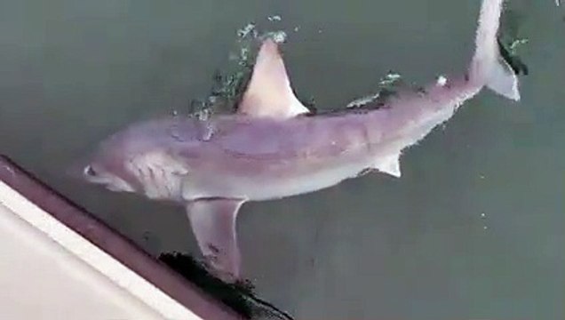 شاهد: صياد يحتفل بعد اصطياد سمكة قرش حطمت الرقم القياسي