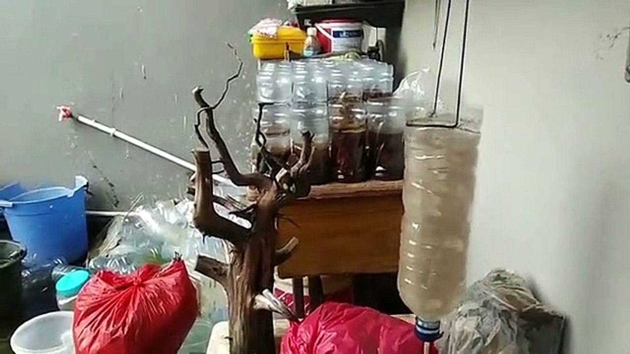 MENETASKAN TELUR ARTEMIA TERMUDAH UNTUK PAKAN BURAYAK IKAN CUPANG / HAVING THE EASIEST ARTEMIA EGGS FOR FEEDING FISH FRUIT