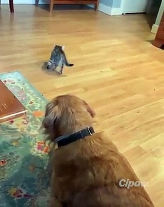 Cute cat pet .behave pet