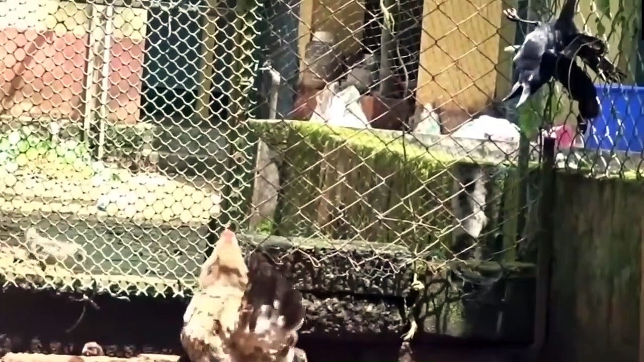 Burung Elang Bertarung dengan Ayam !! Ketika Induk Ayam Marah, Burung Elang sampai jadi Begini....