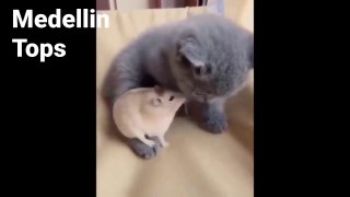 Best Of The 2021 Funny Animals videos - dailymotion