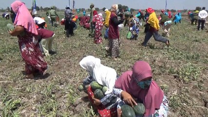 Viral, Ratusan Warga di Gresik Rebutan Buah Semangka Esteem