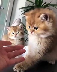 Gatinho Fofo