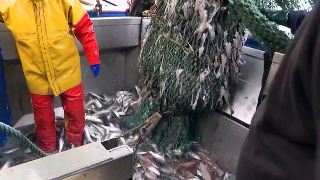 Guerre de la pêche : Paris envisage des mesures de rétorsion contre Londres