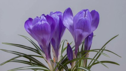 Best Relaxing Music for blossoms