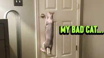 'Self-sufficient cat doesn't need anyone to open doors for it'