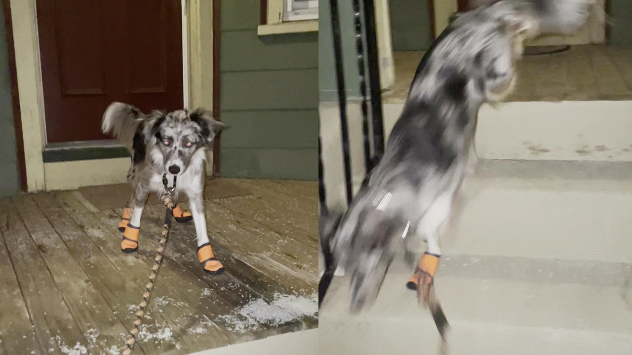 'Cute doggy tries walking in snow boots and tumbles down stairs'