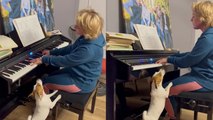 'Jack Russell Terrier sings with passion as her owner plays piano '