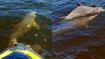 'Tourist joined by a pod of playful dolphins while boating in Mandurah, Australia'