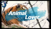 Cute Cheetah Couple |Animal lover |Animals Channel |Animals world