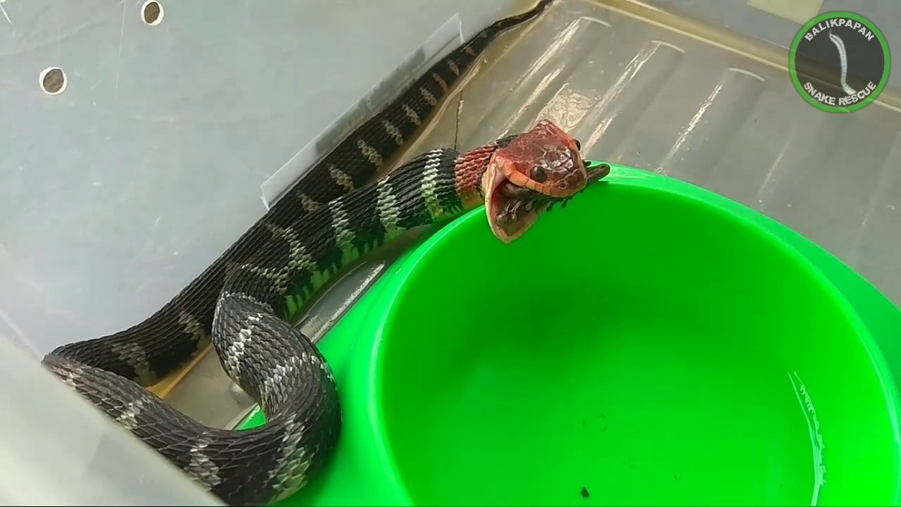 Memberi makan ular picung api