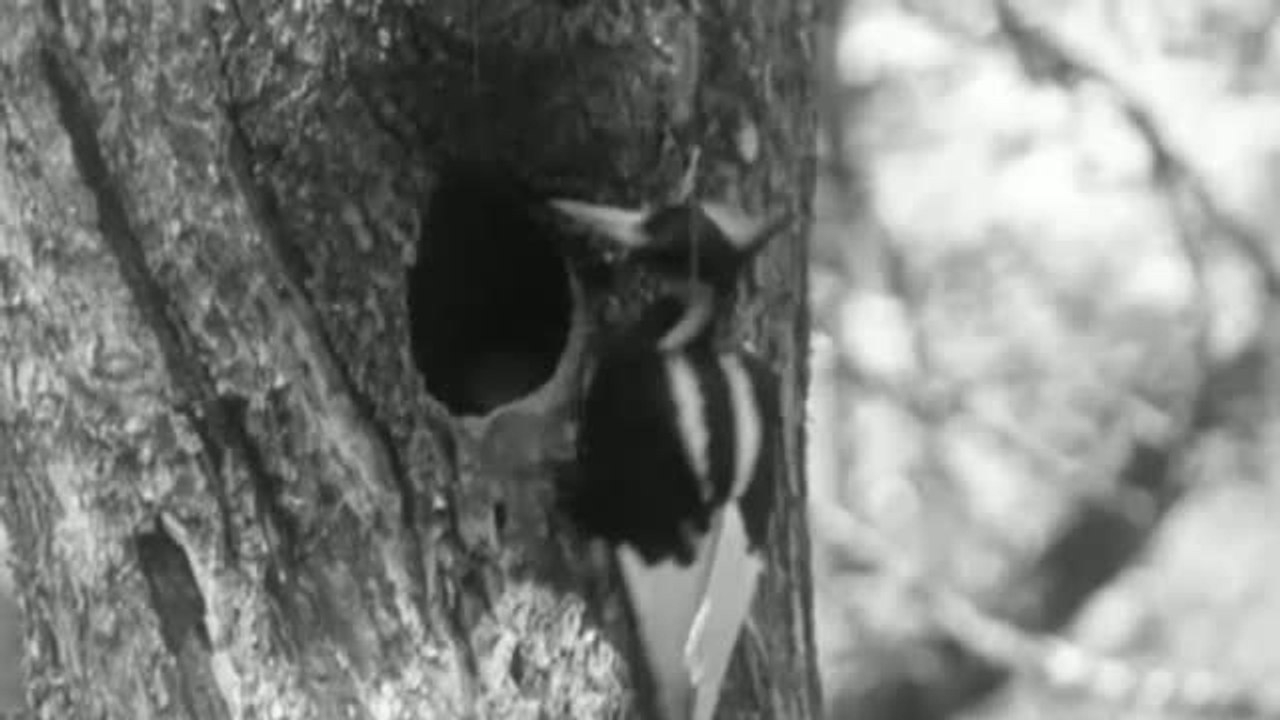 Más especies extinguidas