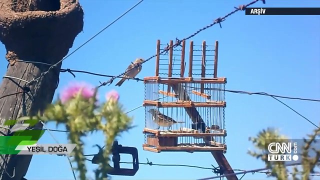 CNN TÜRK Yeşil Doğa İkinci Program Saka kuşunu yasak olmasına rağmen besleyen insanların hikayesi - Yeşil Doğa 22.11.2020 Pazar