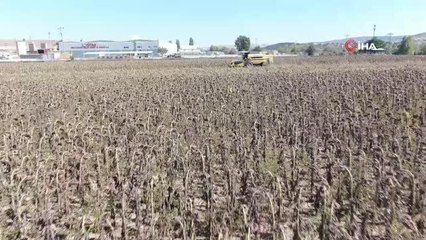 Keyifli sohbetlerin vazgeçilmezi ay çekirdeği hasadına başlandı