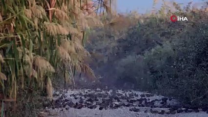 Serçelerin muhteşem göçü böyle görüntülendi