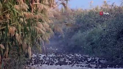 Bursa'da görsel şölen! Serçelerin göçü böyle görüntülendi