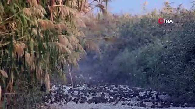 Bursa'da görsel şölen! Serçelerin göçü böyle görüntülendi
