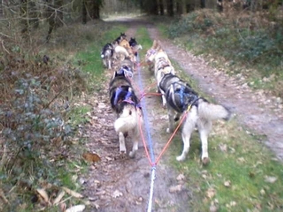 Entraînement quad 9 chiens