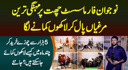 Naujawan Pharmacist Chat Pe Mehngi Fancy Murghian Paal Kar Lakhon Kamane Laga - 5000 Se Lakho Profit