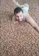 Fındıkların içinde yuvarlandığı anları TikTok'ta paylaştı