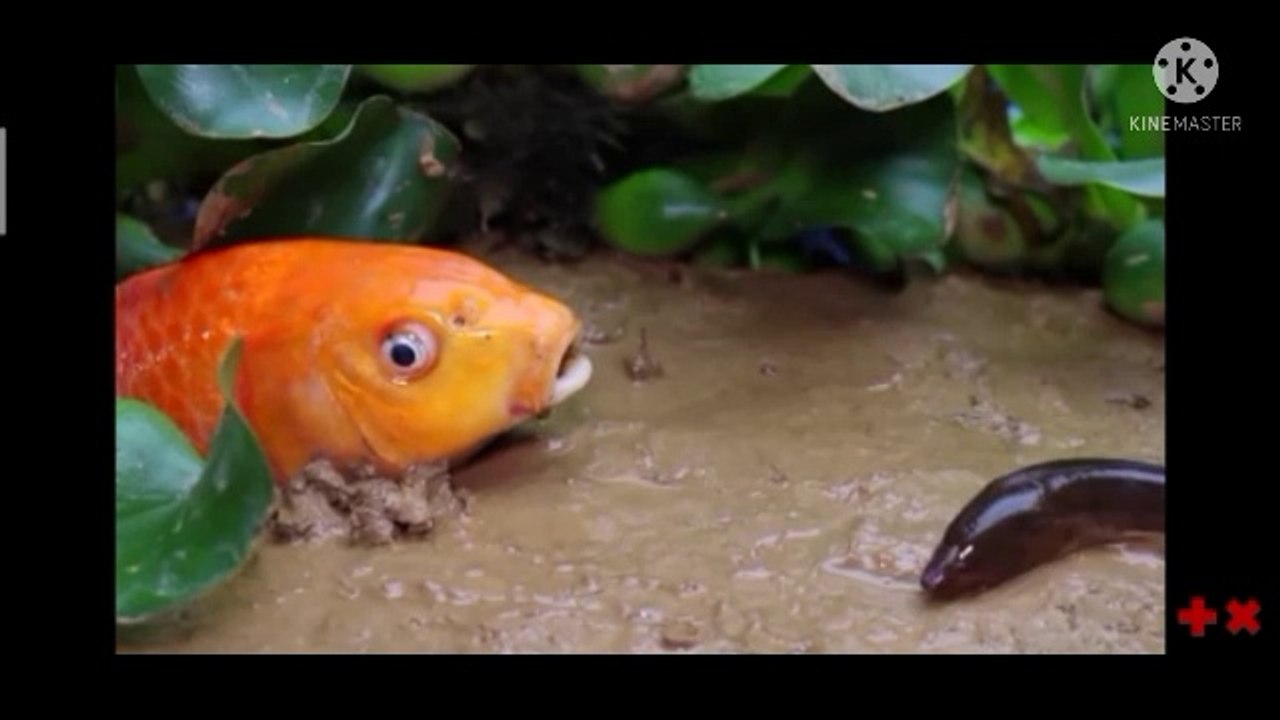 Stop motion golden fish|stop motion|#stop motion#dailymotion#dailymotion video#