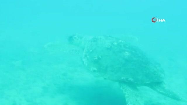 Kızıldeniz'den Akdeniz'e gelen istilacı balık türleri yönünü Ege denizine çevirdi