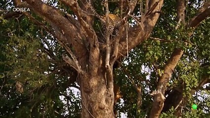 Reino de leones_3_3- Punto de ebullición_ DOCUMENTAL