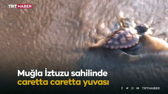 İztuzu sahilinde caretta caretta yuvası ve yavru çıkışında rekor