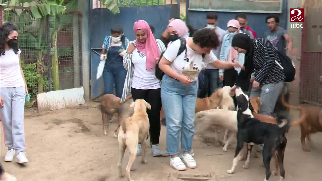لرفع الوعي والمساعدة في حمايتهم ..إطلاق مبادرة لرعاية حيوانات الشارع