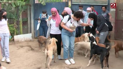 لرفع الوعي والمساعدة في حمايتهم ..إطلاق مبادرة لرعاية حيوانات الشارع