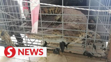 Wildlife rangers trap croc in drain near vocational college in KK