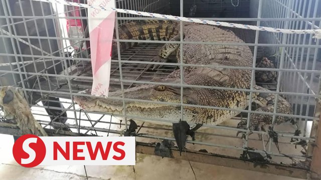 Wildlife rangers trap croc in drain near vocational college in KK