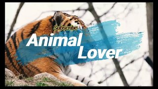 Pomeranian |Animal lover |Animals Channel