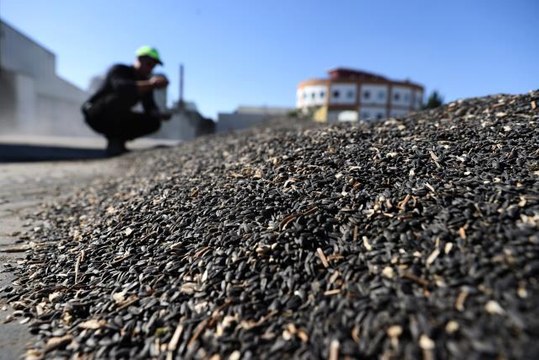 Konya Ovası'nda yağlık ayçiçeği verimiyle çiftçinin yüzünü güldürüyor (2)