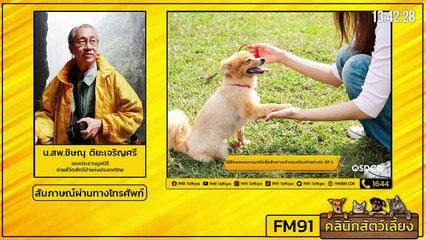 วิธีฝึกสอนน้องหมาแมวให้เชื่อฟังตามเจ้าของต้องทำอย่างไร EP.2 : FM91 คลินิกสัตว์เลี้ยง : 15 สิงหาคม 2564