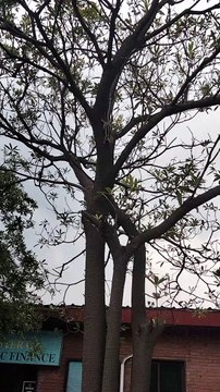 Squirrel Sounds | Squirrel Barking | Kingdom Of Awais